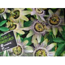 Mučenka modr&aacute; Passionsblume