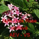 Pětkovec kopinat&yacute; New Look Mix