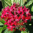 Pětkovec kopinat&yacute; New Look Red