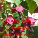 Rodochiton tmavě červen&yacute; Purple Bells