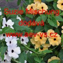 Smatovka kř&iacute;dlat&aacute;, černook&aacute; zuzana, thunbergie Suzie Mischung