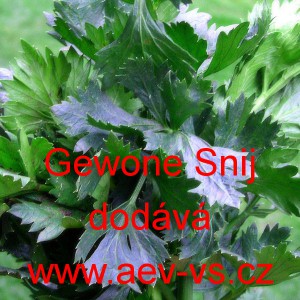 Celer naťov&yacute; Gewone Snij