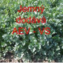 Celer naťov&yacute; Jemn&yacute;