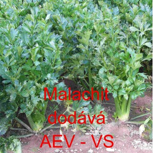 Celer řap&iacute;kat&yacute; Malachit