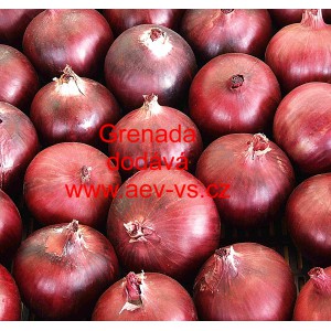 Cibule jarn&iacute; kuchyňsk&aacute; Grenada