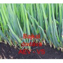 Cibule zimn&iacute; sečka Bajkal