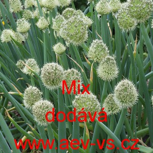 Cibule zimn&iacute; sibiřsk&aacute; Mix