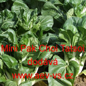 Č&iacute;nsk&eacute; zel&iacute; Mini Pak Choi Tatsoi