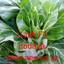 Č&iacute;nsk&eacute; zel&iacute; hybridn&iacute; Cash F1 (pak choy)