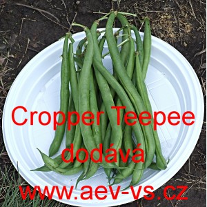 Fazol keř&iacute;čkov&yacute; Cropper Teepee