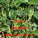 Fazol keř&iacute;čkov&yacute; Saxa