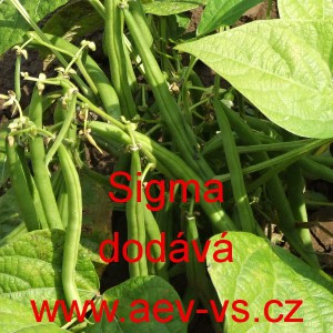 Fazol keř&iacute;čkov&yacute; Sigma