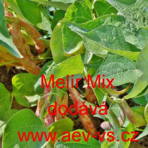 Fazol keř&iacute;čkov&yacute; mel&iacute;rovan&yacute; Mix