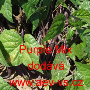 Fazol keř&iacute;čkov&yacute; Purple Mix