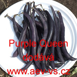 Fazol keř&iacute;čkov&yacute; Purple Queen