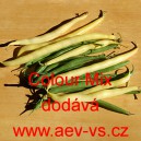 Fazol keř&iacute;čkov&yacute; Colour Mix