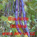 Fazol tyčkov&yacute; Blauhilde