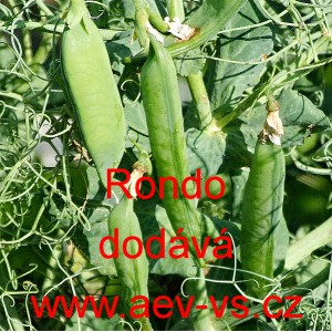 Hr&aacute;ch set&yacute; dřeňov&yacute; Rondo