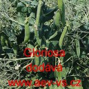 Hr&aacute;ch set&yacute; dřeňov&yacute; Gloriosa