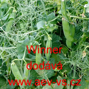 Hr&aacute;ch set&yacute; dřeňov&yacute; Winner
