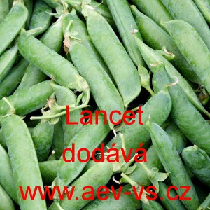 Hr&aacute;ch set&yacute; dřeňov&yacute; Lancet