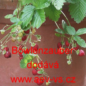 Jahodn&iacute;k obecn&yacute; měs&iacute;čn&iacute; Bowlenzauber