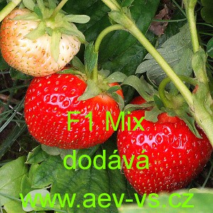Jahodn&iacute;k velkoplod&yacute; hybridn&iacute; F1 Mix