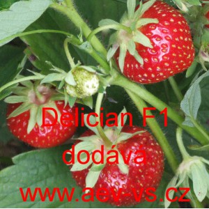 Jahodn&iacute;k velkoplod&yacute; hybridn&iacute; Delician F1