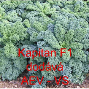 Kapusta kadeřav&aacute; kadeř&aacute;vek zelen&yacute; hybridn&iacute; Kapitan F1