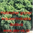Kapusta kadeřav&aacute; kadeř&aacute;vek zelen&yacute; Halbhoher gr&uuml;ner krauser/Industra