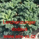 Kapusta kadeřav&aacute; kadeř&aacute;vek zelen&yacute; Lerchenzungen