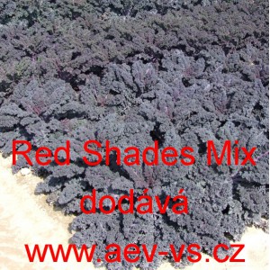 Kapusta kadeřav&aacute; kadeř&aacute;vek červen&yacute; Red Shades Mix