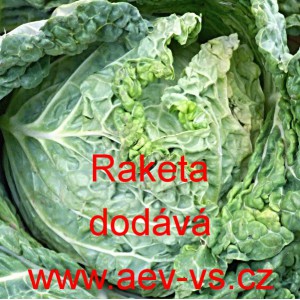 Kapusta hl&aacute;vkov&aacute; Raketa