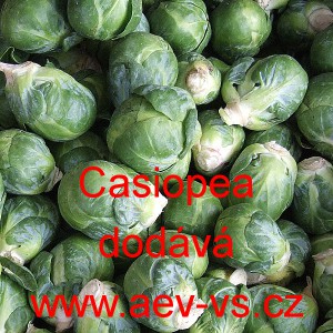 Kapusta růžičkov&aacute; Casiopea