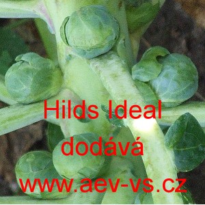 Kapusta růžičkov&aacute; Hilds Ideal