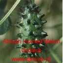 Kiwano meloun africk&yacute; African Horned Melon