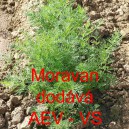 Kopr vonn&yacute; Moravan