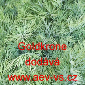 Kopr vonn&yacute; tetra Goldkrone