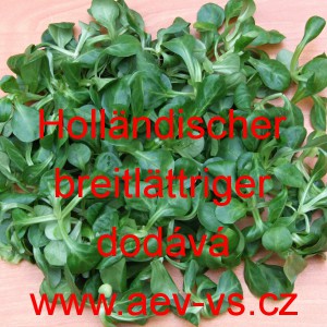 Kozl&iacute;ček poln&iacute;ček Holl&auml;ndischer breitbl&auml;ttriger