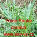 Křez tenkolist&yacute; Wilde Rauke