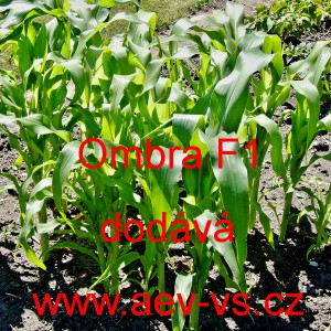 Kukuřice cukrov&aacute; hybridn&iacute; Ombra F1