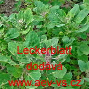 Lebeda zahradn&iacute; Leckerblatt