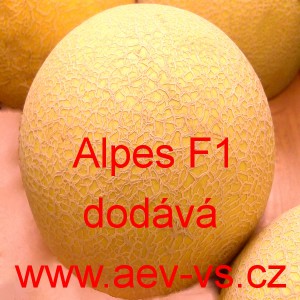Meloun cukrov&yacute; hybridn&iacute; Alpes F1 (typ galia)