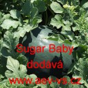 Meloun vodn&iacute; Sugar Baby