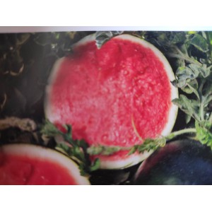 Meloun vodn&iacute; hybridn&iacute; Amaltea F1 Novinka