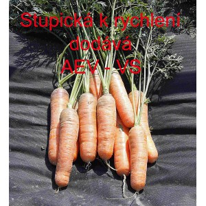 Mrkev obecn&aacute; Stupick&aacute; k rychlen&iacute;