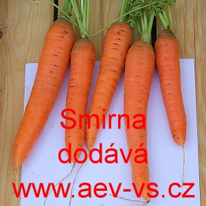 Mrkev obecn&aacute; Smirna