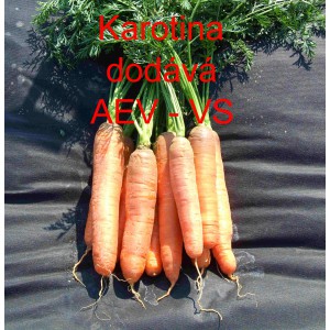 Mrkev obecn&aacute; Karotina