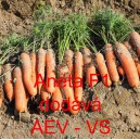 Mrkev obecn&aacute; hybridn&iacute; Aneta F1