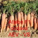 Mrkev obecn&aacute; hybridn&iacute; Afalon F1